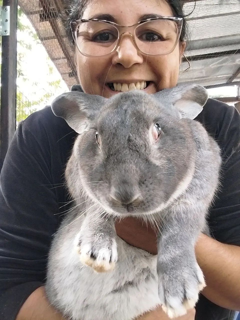 Coelho Gigante  - Foto 4