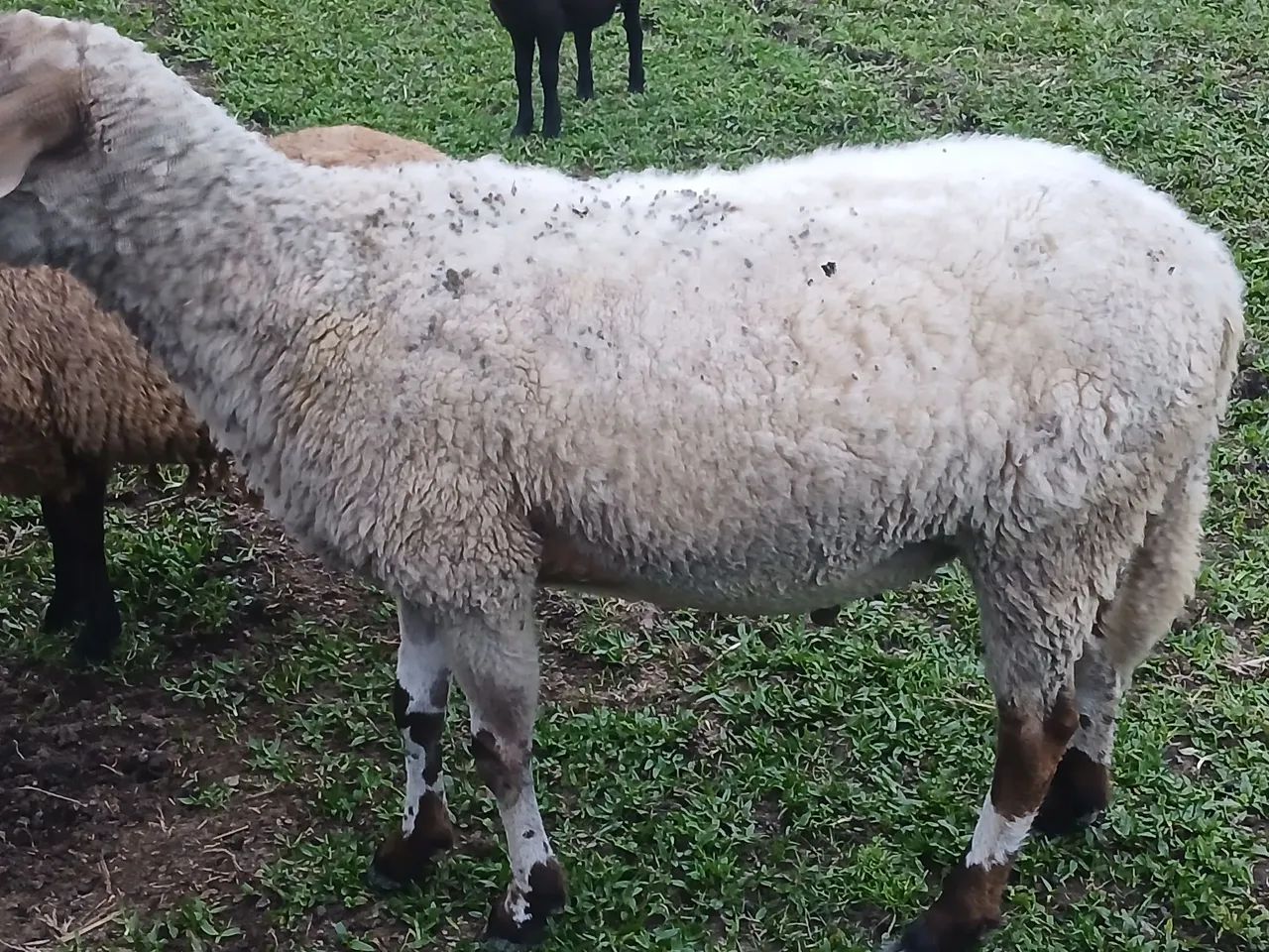 Vendo Reprodutor Texel  - Foto 2