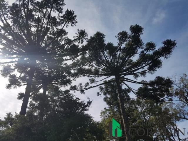 Linda Chácara em Bocaiuva do Sul - Foto 13