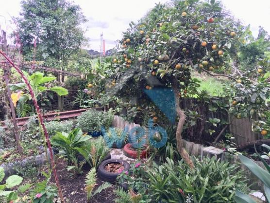 Casa à venda com 3 dormitórios em Cidade industrial, Curitiba cod:CA00600 - Foto 16