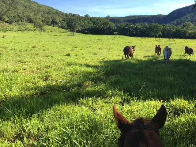 Fazenda para Pecuária a 4 km da BR 364 - Foto 7