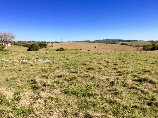 Fazenda para venda em encruzilhada do sul, interior - Foto 5