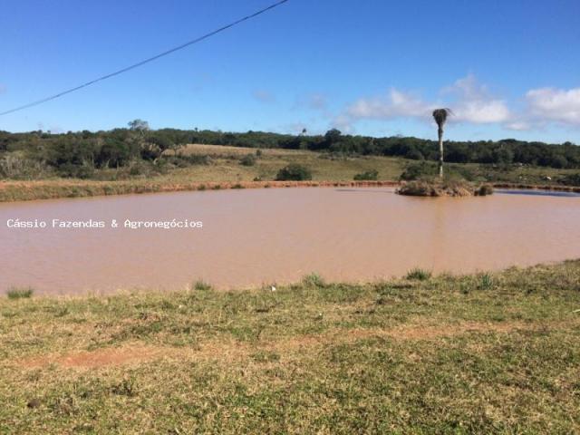 Fazenda para venda em encruzilhada do sul, interior - Foto 5