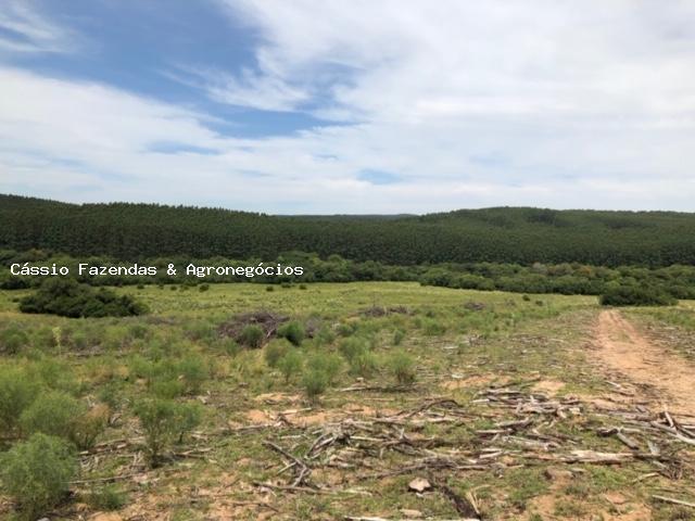Fazenda para venda em encruzilhada do sul, interior - Foto 4