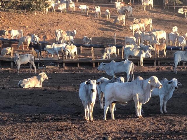 Fazenda 663 Alqueires região Porangatu Goias - Foto 14