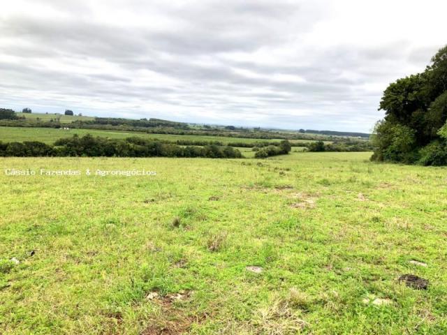 Fazenda para venda em encruzilhada do sul, interior - Foto 4