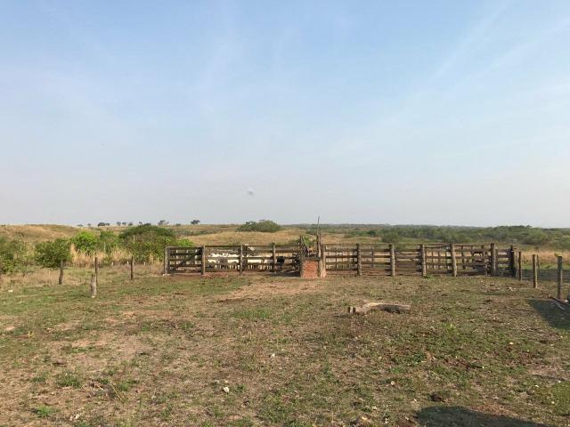 Fazenda 300,hectares