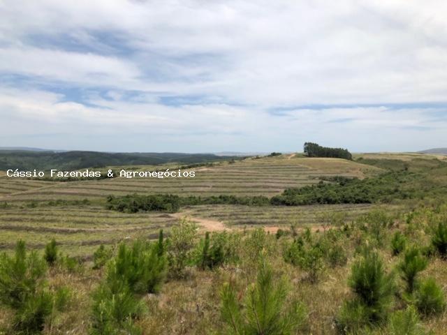 Fazenda para venda em encruzilhada do sul, interior - Foto 13