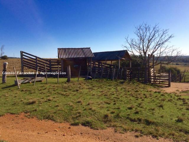 Fazenda para venda em encruzilhada do sul, interior - Foto 15