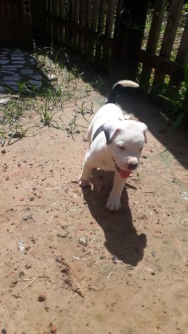 Pitbull american - Foto 4