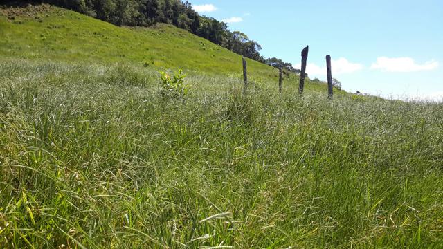 Fazendinha em SANTA LEOPOLDINA ESCRITURADA - Foto 3