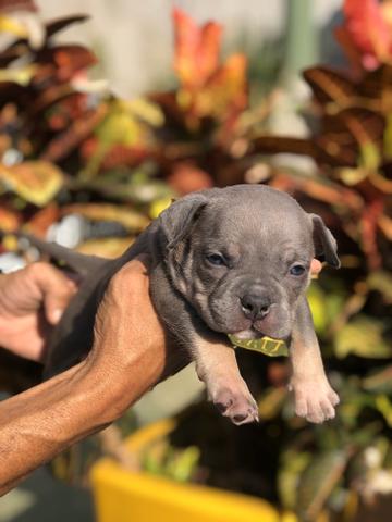 American Bully Sangue Importado