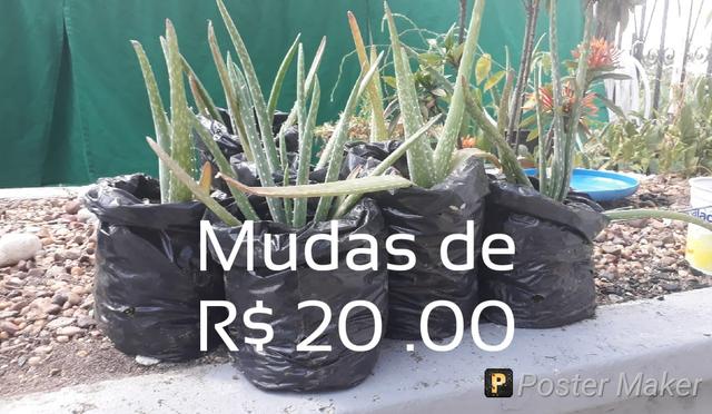 Lindas mudas de babosa gigante - Foto 3
