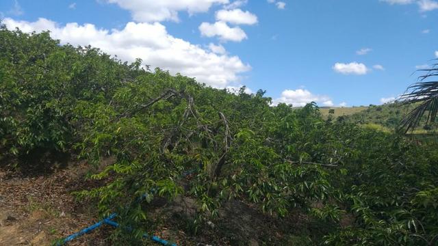 Excelente propriedade em Chã Grande, com 7 hectares - Foto 16