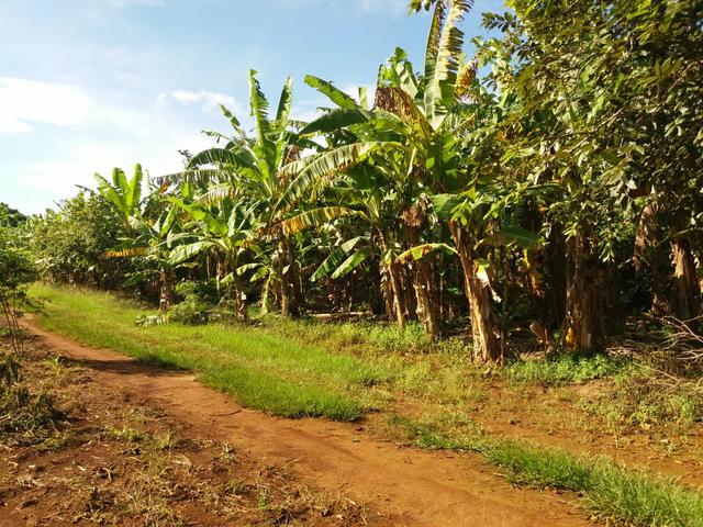 Vendo chácara de 7 hectares com 2 casas 1 cozinha caipira com fogão de lenha - Foto 16