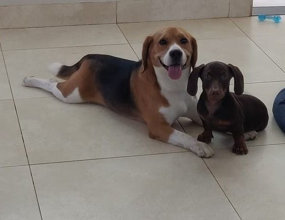 Beagle - Foto 2