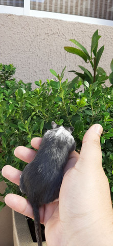 Gerbil (gerbilselvagem) - Foto 5
