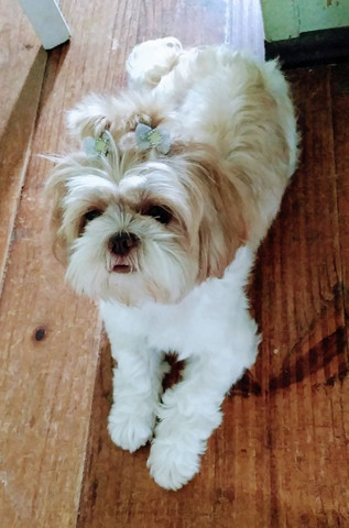 Filhotes machos de shih-tzu - Foto 5