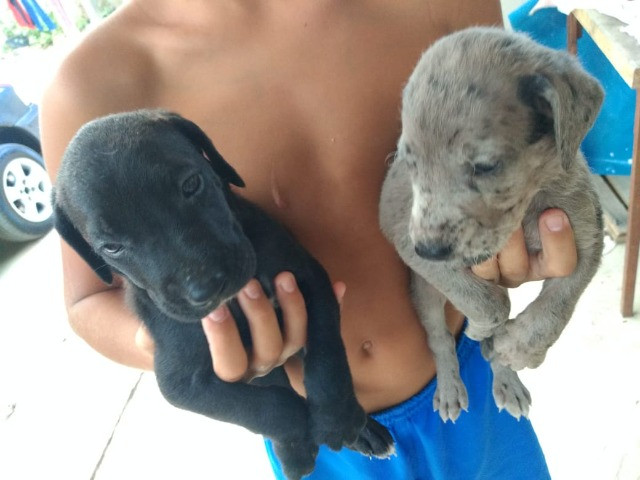 Dogue alemão - Foto 6