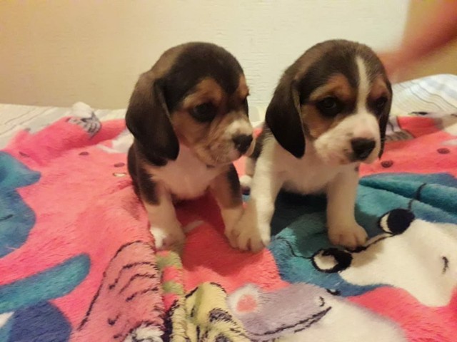 Filhotes Beagle - Foto 2