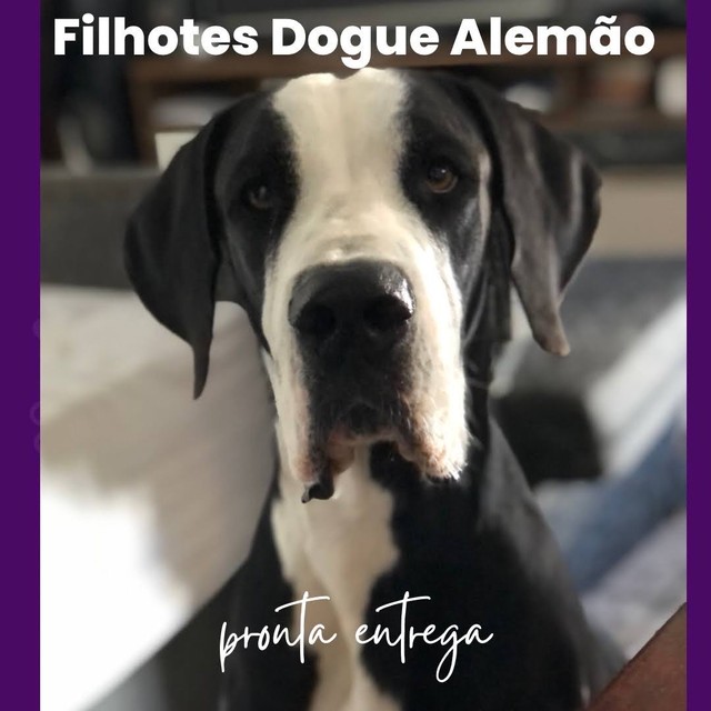 Filhote Dogue alemão (conhecida pelo seu porte gigante ) 