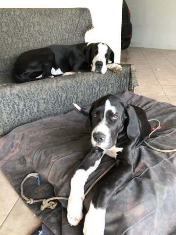 Filhote Dogue alemão (conhecida pelo seu porte gigante ) 