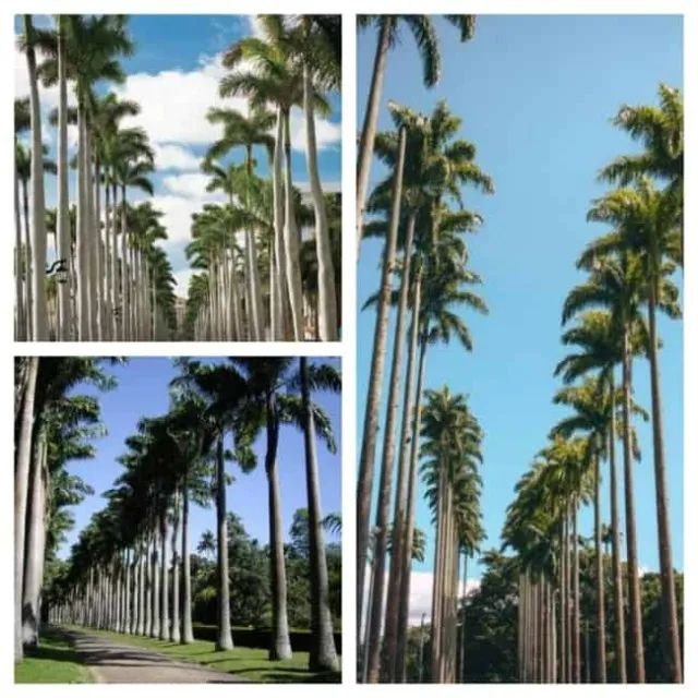 mudas da palmeira imperial 2 metros  ponta de folha 