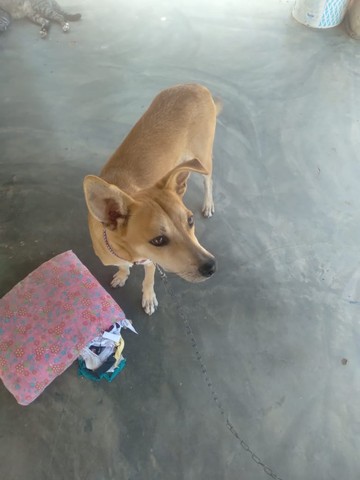 Cachorro para doação - Cachorros e acessórios - Cidade da Esperança, Natal 1158168708 | OLX Cachorro para doação - Cachorros e acessórios - Cidade da Esperança, Natal 1158168708 | OLX