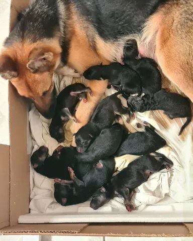 Pastor Alemão Capa Preta - Cachorros e acessórios - Palmeiral, Crato  1253371166