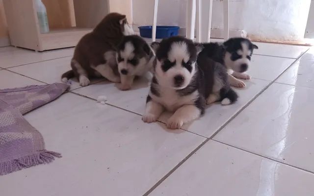 Filhotes de Husky Siberiano 