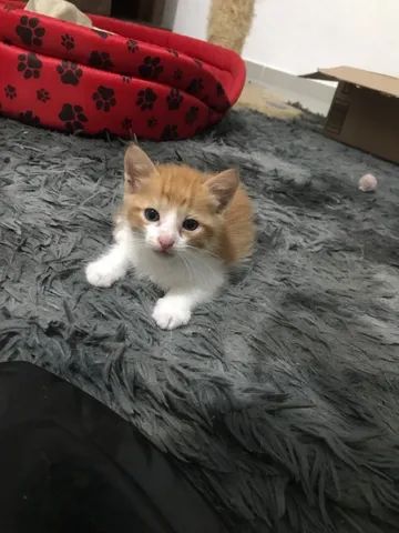 Gatos para adoção  - Foto 4