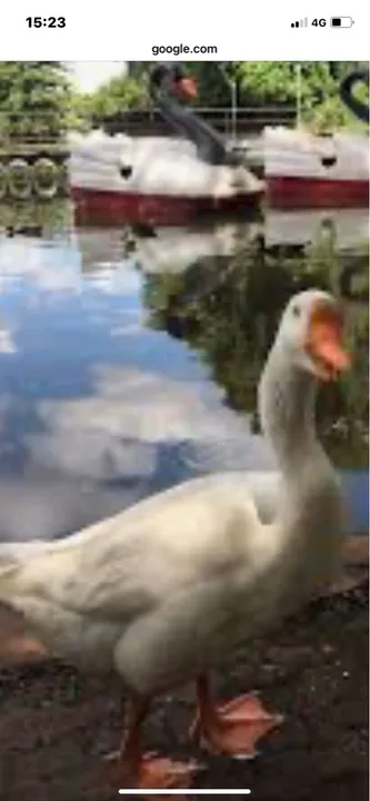 VENDO PATOS VIVOS