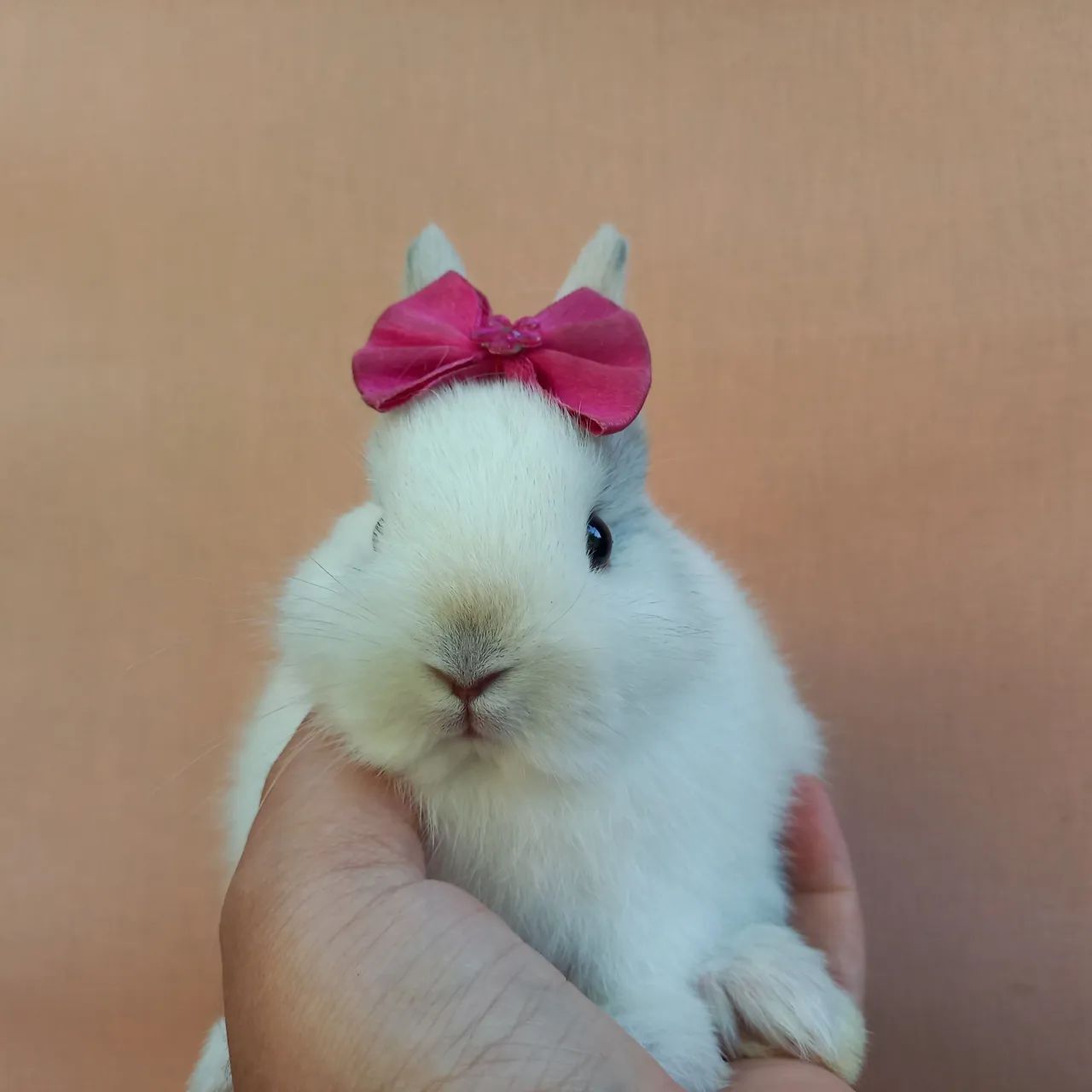 Coelho Anão Netherland Dwarf  - Foto 2