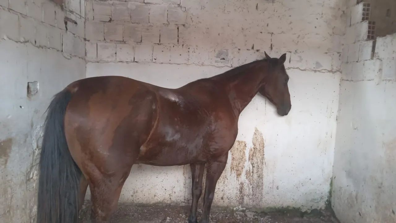 Cavalo quarto de milha  - Foto 2