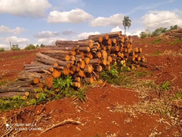 Lenhas secas eucalipto 