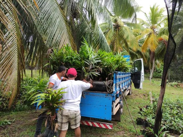 Mudas adulta de açaí 