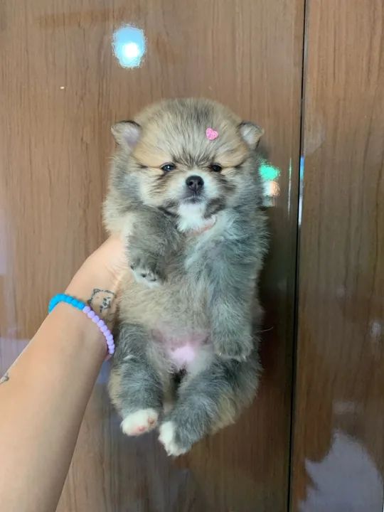 Spitz alemão anao - Lulu da pomerania 