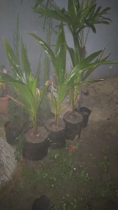 Cocô anao mudas lindas. 65..00 cada.topppp64293078619393121