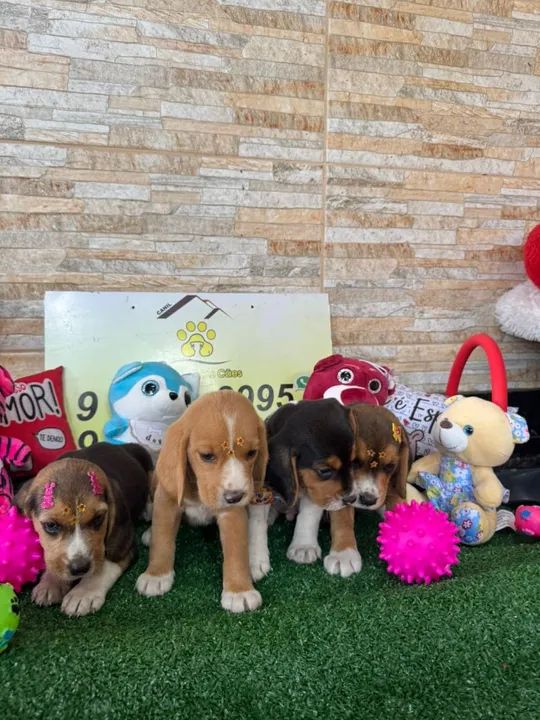 BEAGLE PURICIMO COM GARANTIA POR ESCRITO NO CONTRATO 