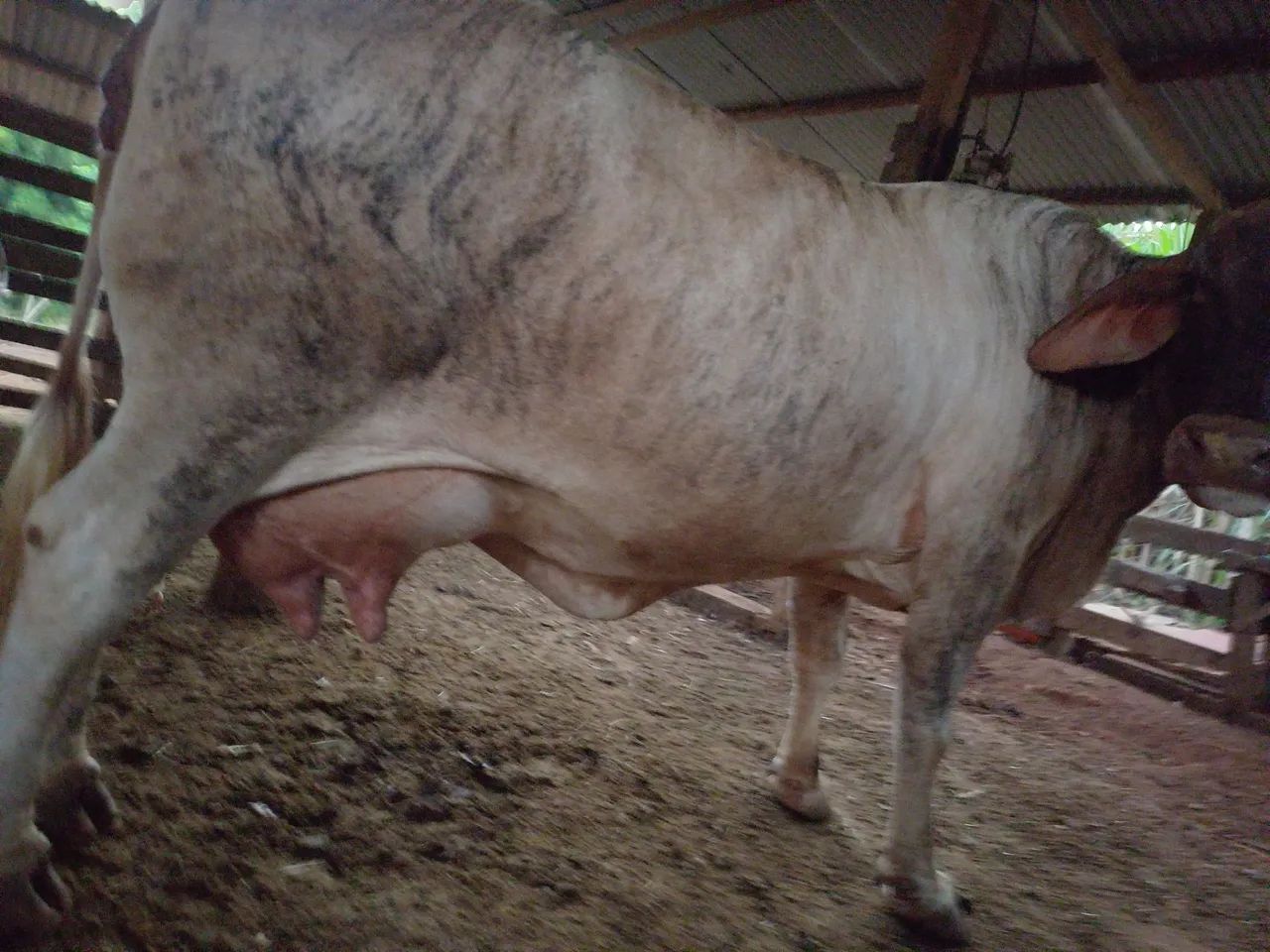 Vacas leiteiras - Foto 5