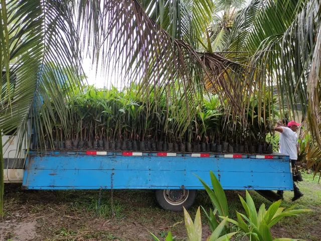 Mudas adulta de açaí  - Foto 2