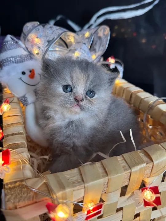 GATO PERSA  - Foto 2