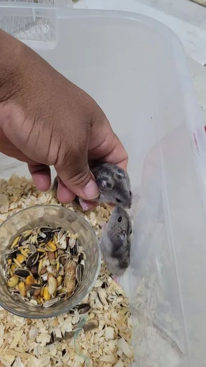 Hamster anão russo filhotes  - Foto 3