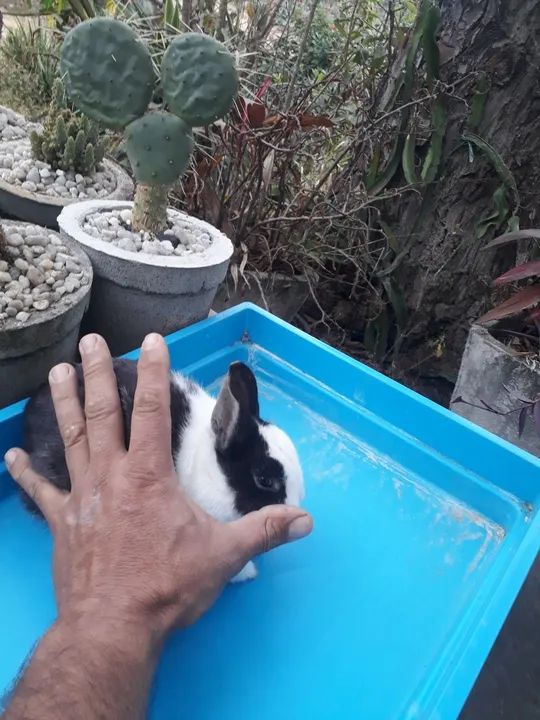 Mini coelho anão holandês  - Foto 2