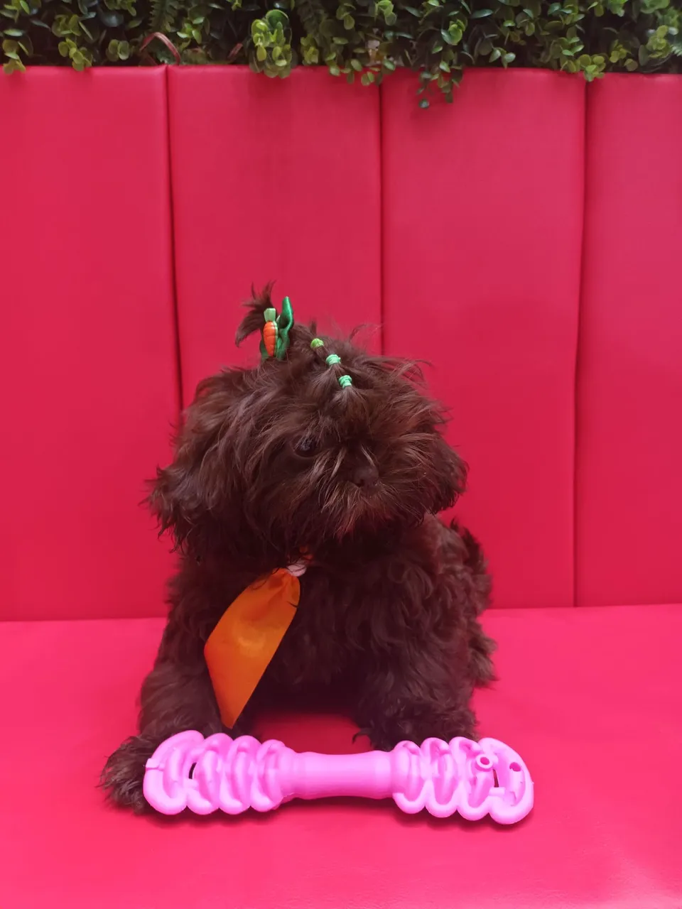 Shih Tzu macho