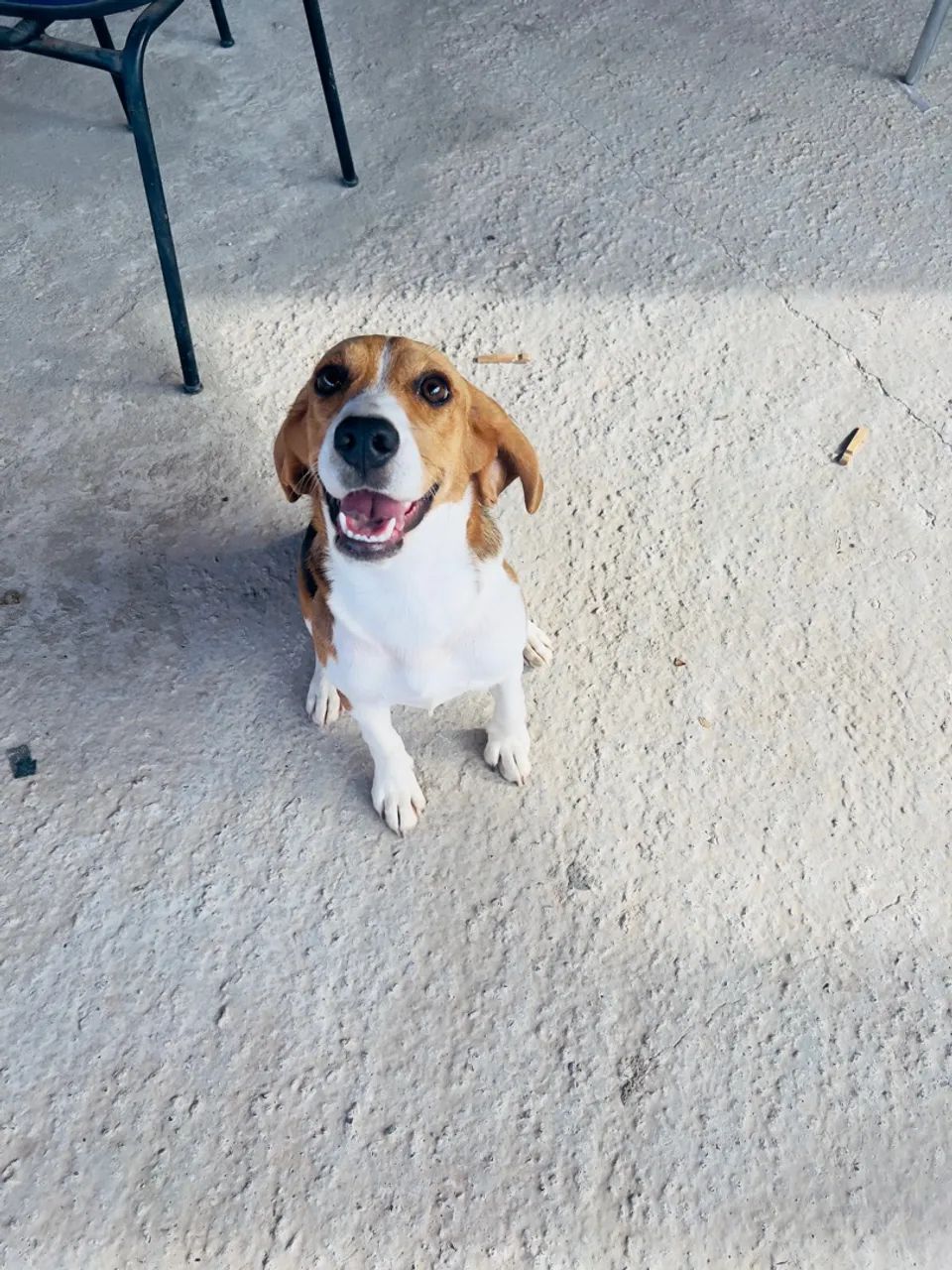 Beagle Fêmea | 7 Meses - Foto 4