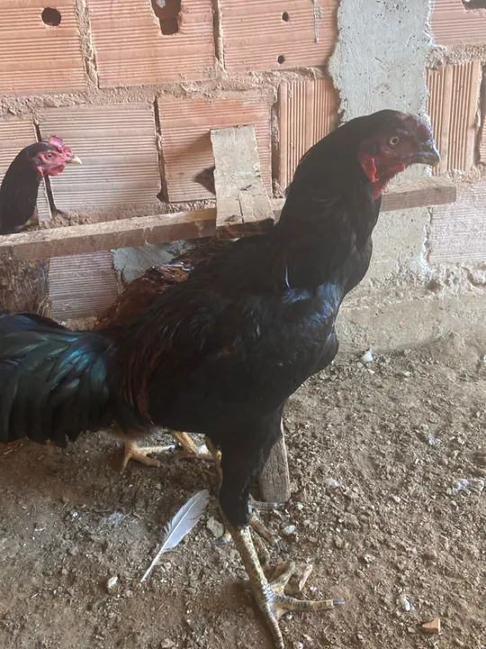 Frango índio gigante urubu  - Foto 2