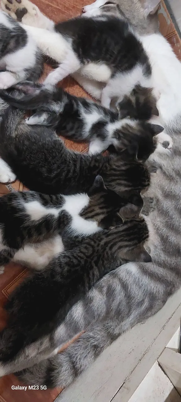 Filhotes de gatos para adoção