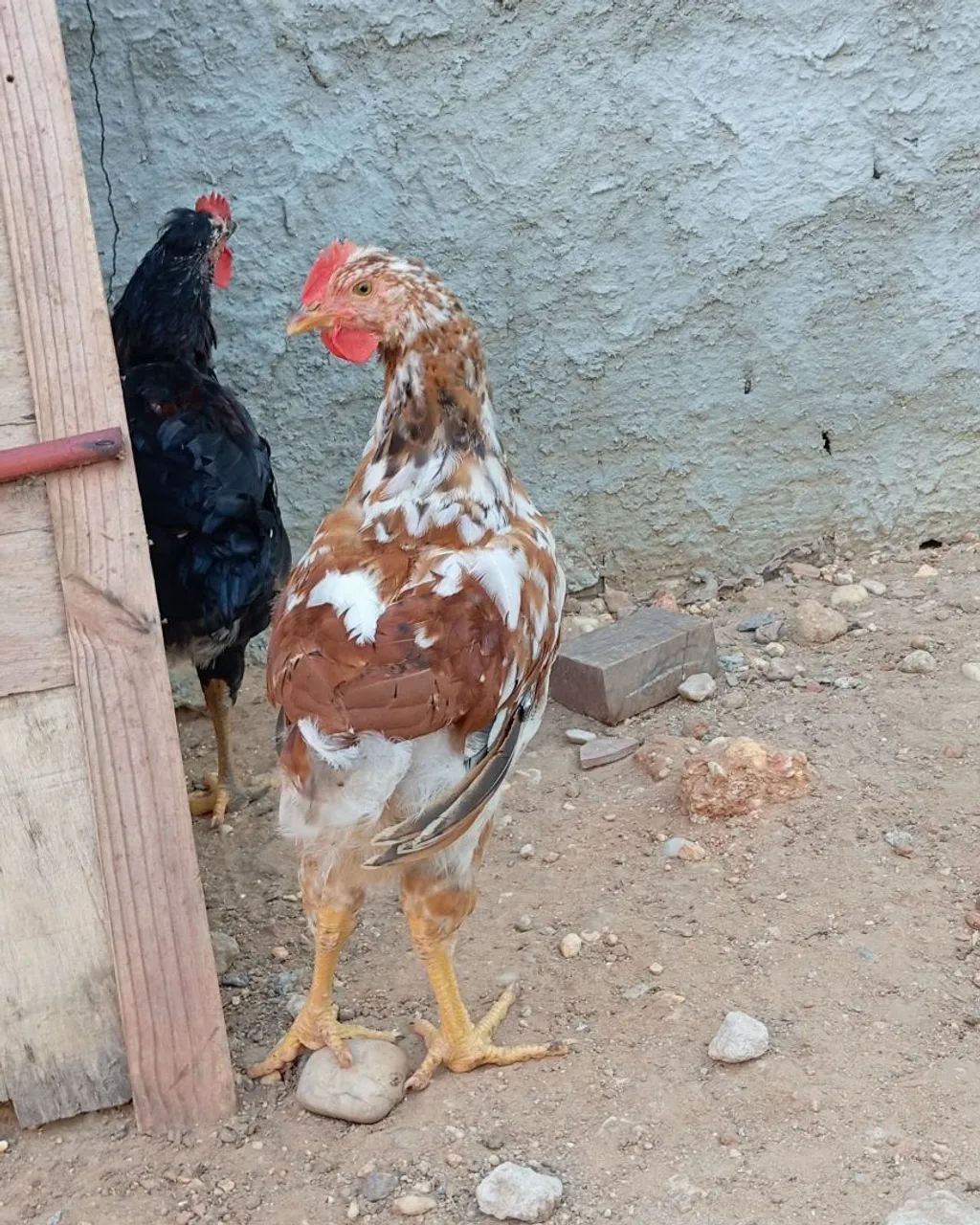 Pintos gsb pra vender - Foto 2