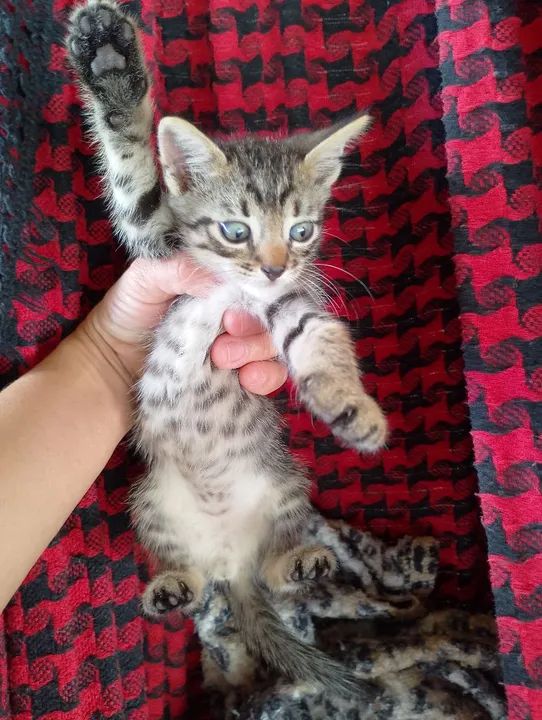 doação de gatos  - Foto 2